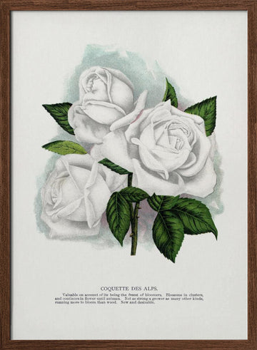 White Rose, Coquette Des Alps Lithograph | Poster - Walnut Frame Interior