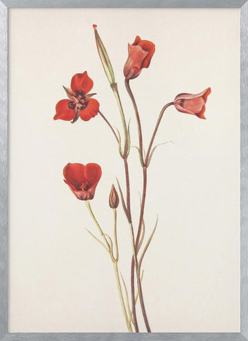 Scarlet Mariposa From North American Wildflowers (1925) By Mary Vaux Walcott | Poster - Silver Frame Interior