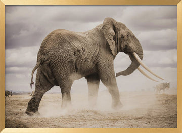 African Elephant Dust | Poster - Gold Frame Interior
