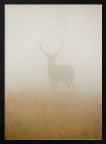 Stag in Morning Mist | Poster - Black Metal Frame Interior