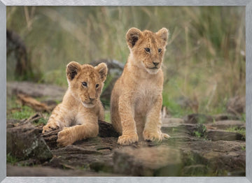 Two Adorable Lion Cubs | Poster - Silver Frame Interior