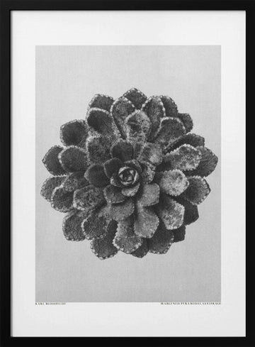 Margined Pyramidal Saxifrage | Poster - Black Metal Frame Interior