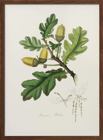 English Oak (quercus) Medical Botany | Poster - Walnut Frame Interior