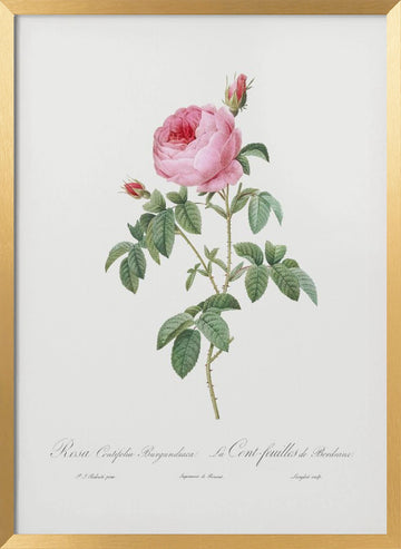 Burgundy Cabbage Rose, Les Roses (1817–1824) | Poster - Gold Frame Interior