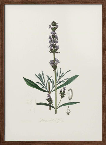 Lavender (lavandula Ipica)  Medical Botany | Poster - Walnut Frame Interior