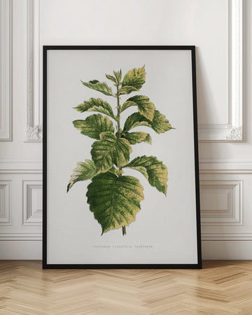 Common Hawnthorn Leaf Illustration | Poster - Room Interior 1