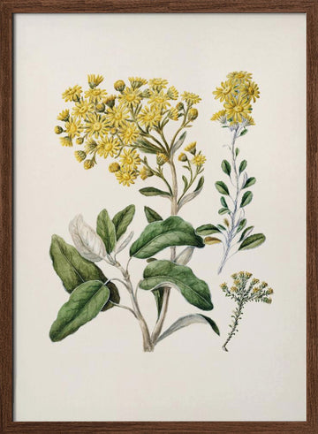 Daisy   Brachyglottis Drawn By Sarah Featon (1848–1927) | Poster - Walnut Frame Interior