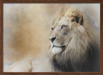 Majestic Lion Gaze | Poster - Walnut Frame Interior