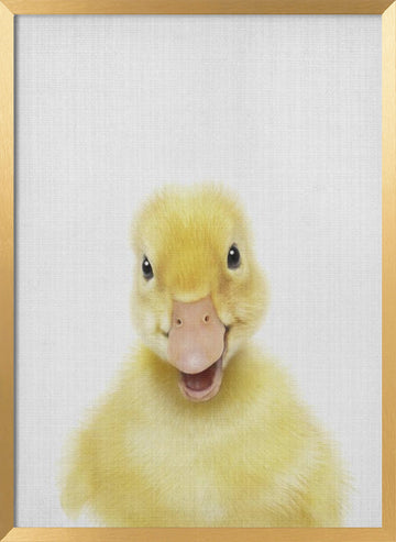 Smiling Baby Duck | Poster - Gold Frame Interior