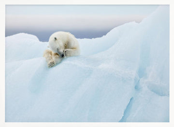 Sleeping Polar Bear Cub | Poster - White Frame Interior