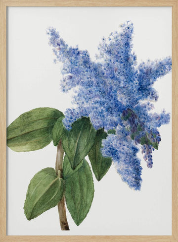 California Lilac (1935) | Poster - Wood Frame Interior