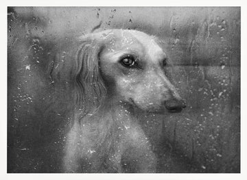 Dog By Rainy Window | Poster - White Frame Interior
