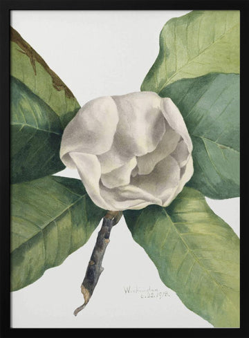 Southern Magnolia (1918) | Poster - Black Metal Frame Interior