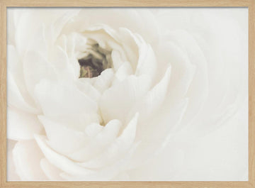Soft White Bloom | Poster - Wood Frame Interior