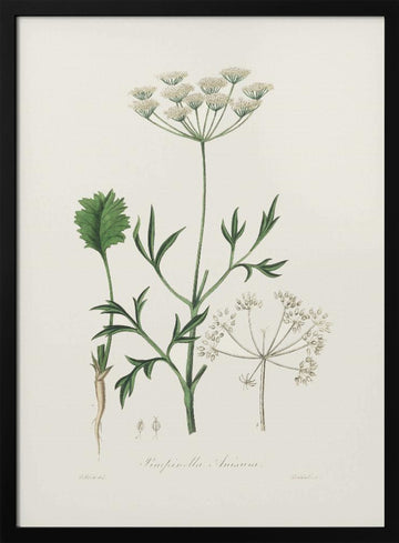 Aniseed (pimpinella Anisum) Medical Botany | Poster - Black Metal Frame Interior