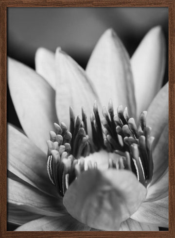 Serene Lotus Bloom | Poster - Walnut Frame Interior