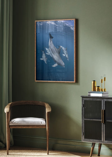 Graceful Dolphins Blue Depths | Poster - Room Interior 2