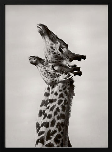 Two Giraffes Gaze | Poster - Black Metal Frame Interior