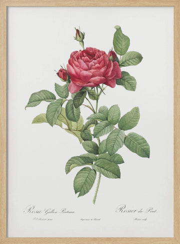 Rosa Gallica Pontiana, Les Roses (1817–1824) | Poster - Wood Frame Interior