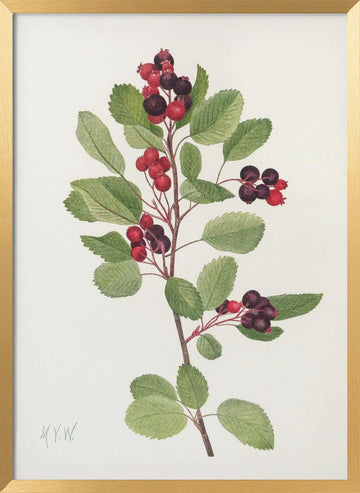 Saskatoon From North American Wildflowers (1925) By Mary Vaux Walcott | Poster - Gold Frame Interior