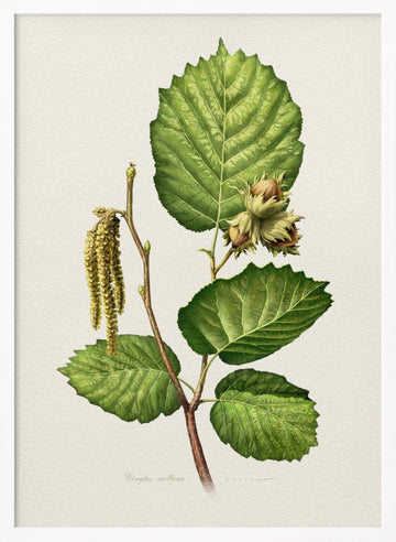 Hazelnut Branch Botanical | Poster - White Frame Interior
