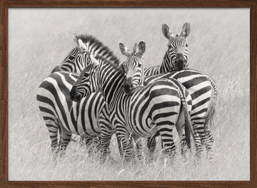 Wild Zebra Herd | Poster - Walnut Frame Interior