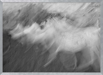 Dynamic White Horse | Poster - Silver Frame Interior