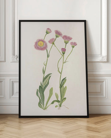 Meadow Fleabane From North American Wildflowers (1925) By Mary Vaux Walcott | Poster - Room Interior 1