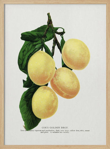 Coe's Golden Drop Plum Lithograph | Poster - Wood Frame Interior