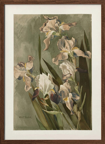 Study of Iris | Poster - Walnut Frame Interior