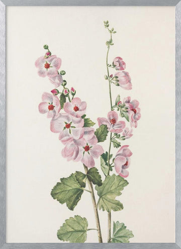 Orange Eye Globemallow From North American Wildflowers (1925) By Mary Vaux Walcott | Poster - Silver Frame Interior