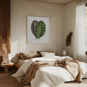 Calathea Veitchiana Leaf Illustration | Canvas - Room Interior 2