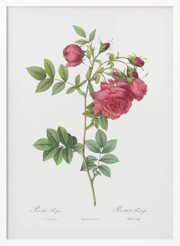 Turnip Roses, Les Roses (1817–1824) | Poster - White Frame Interior
