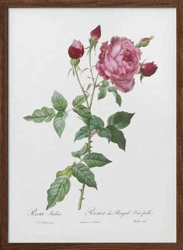 Provence Rose, Les Roses (1817–1824) | Poster - Walnut Frame Interior