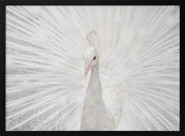 Majestic White Peacock | Poster - Black Metal Frame Interior