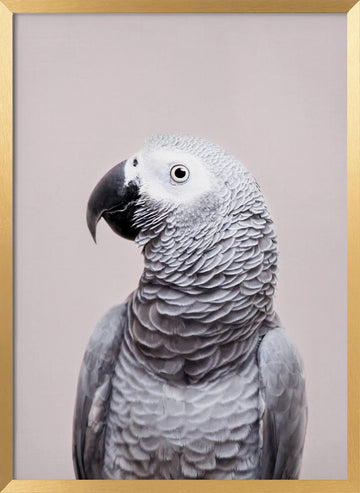 African Grey | Poster - Gold Frame Interior