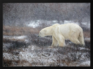 Snowfall Polar Bear | Poster - Black Metal Frame Interior