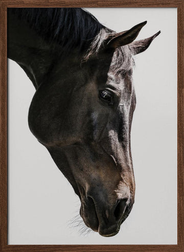 Gentle Equine Gaze | Poster - Walnut Frame Interior