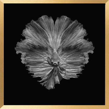 Graceful Betta Portrait | Poster - Gold Frame Interior