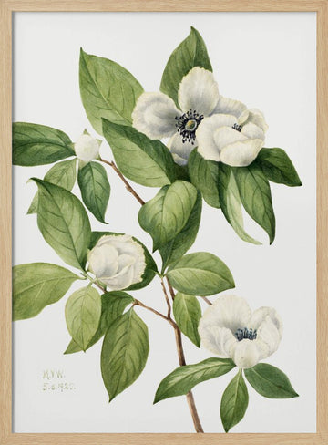 Virginia Stewartia (1925) | Poster - Wood Frame Interior