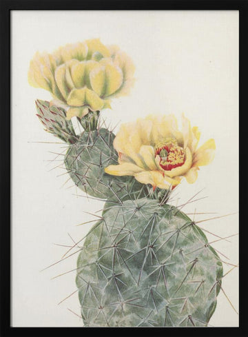 Missouri Prickly Pear From North American Wildflowers (1925) By Mary Vaux Walcott. | Poster - Black Metal Frame Interior