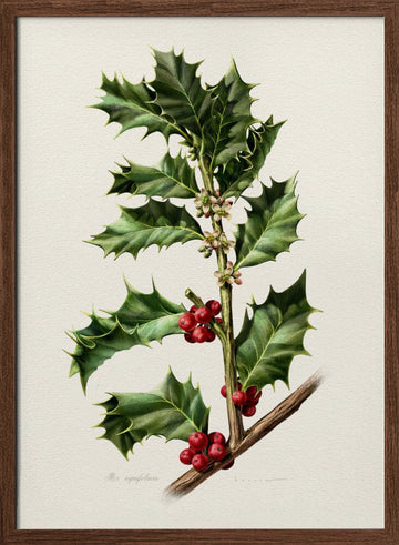 Festive Holly Berries | Poster - Walnut Frame Interior