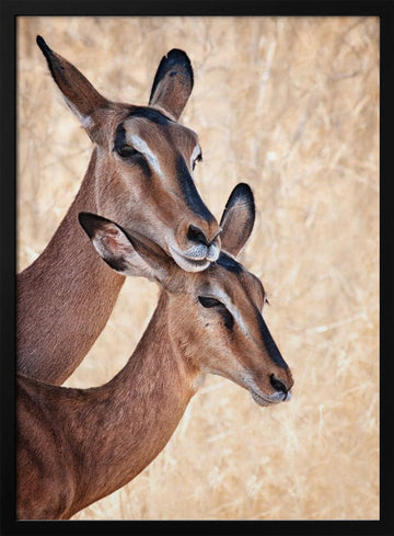 Gentle Impala Embrace | Poster - Black Metal Frame Interior