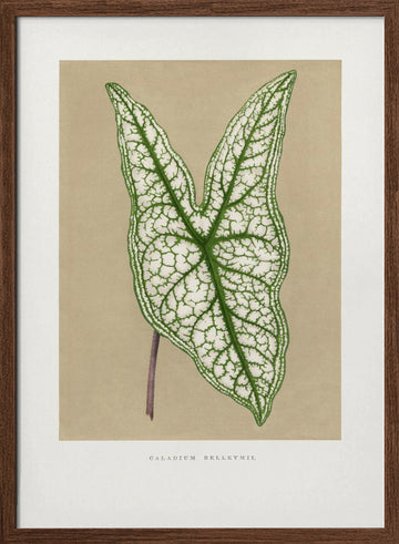 Green Caladium Belleymii Leaf Illustration | Poster - Walnut Frame Interior