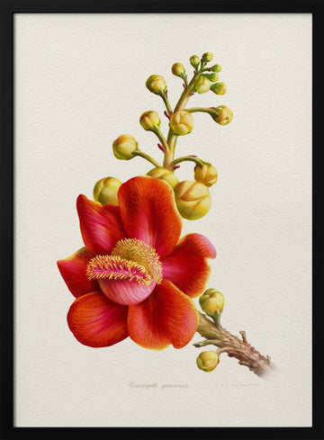 Vibrant Cannonball Flower | Poster - Black Metal Frame Interior