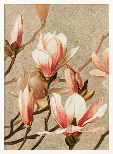 Magnolia | Poster - White Frame Interior