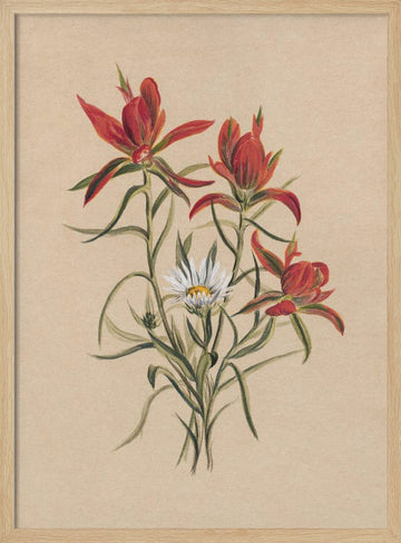 Indian Paintbrush (1883) | Poster - Wood Frame Interior