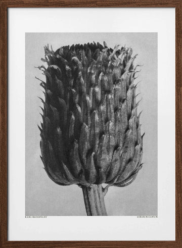 Cirsium Canum (Thistle) | Poster - Walnut Frame Interior