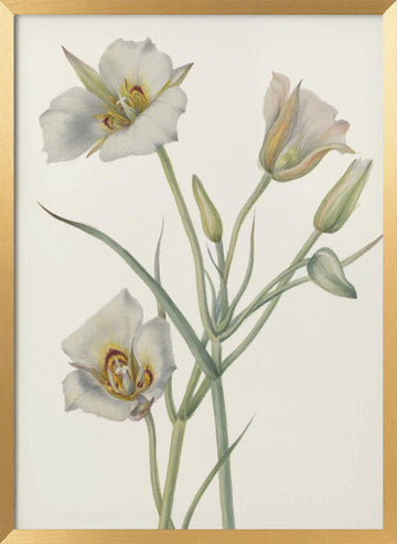 Sego Lily | Poster - Gold Frame Interior