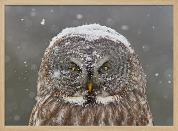 Great Grey Owl Winter | Poster - Wood Frame Interior